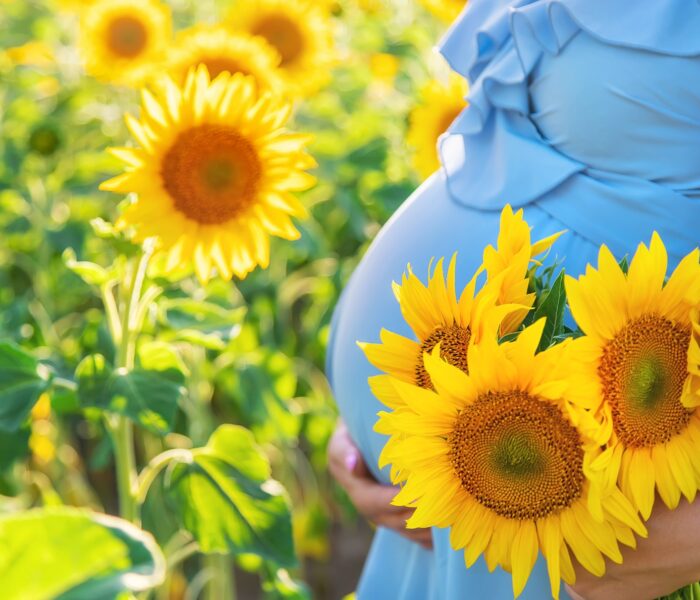 słonecznik w ciąży