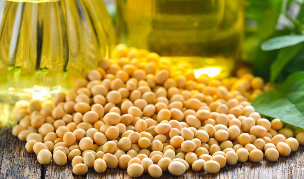 soja - olej i nasiona